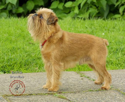 Griffon Bruxellois 9A012D-23.JPG